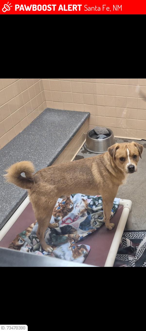 Lost Male Dog last seen La Cienega, Santa Fe, NM 87507