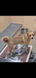 Lost Male Dog last seen La Cienega, Santa Fe, NM 87507