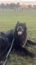 Lost Male Dog last seen Vine street Pub, Denver, CO 80206