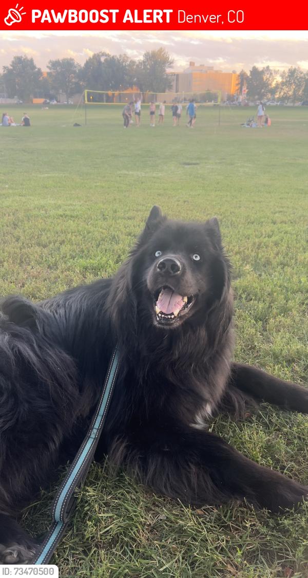 Lost Male Dog last seen Vine street Pub, Denver, CO 80206