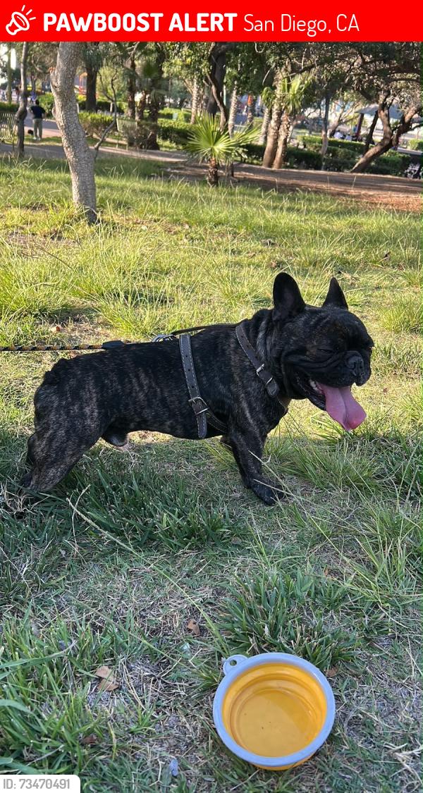Lost Male Dog last seen Near ulric st, San Diego, CA 92111
