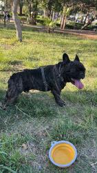 Lost Male Dog last seen Near ulric st, San Diego, CA 92111