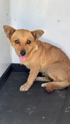 Shelter Stray Female Dog last seen Near BLK 20TH ST, BAKERSFIELD, CA, 201 S Mt Vernon Ave, Bakersfield, CA 93307, USA