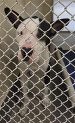 Shelter Stray Female Dog last seen WYMORE AND WESTMONTE DR ALTAMONTE SPRINGS, 232 Eslinger Way, Sanford, FL 32773, USA