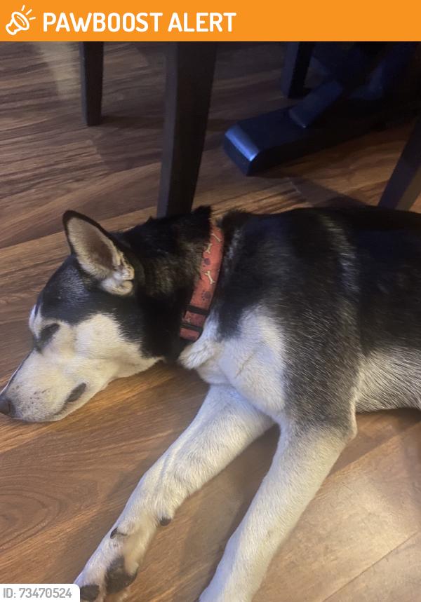 Found/Stray Female Dog last seen Fort washington Md. 20744, Fort Washington, MD 20744