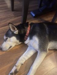 Found/Stray Female Dog last seen Fort washington Md. 20744, Fort Washington, MD 20744