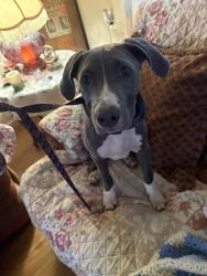 Found/Stray Male Dog last seen Belle Dowdle Road, Franklin, NC 28734
