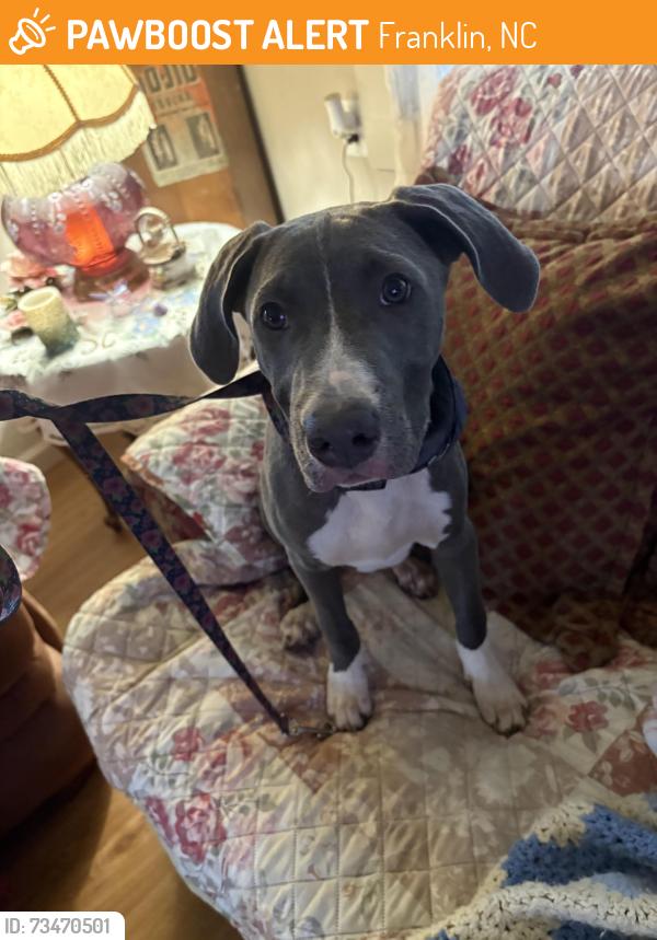 Found/Stray Male Dog last seen Belle Dowdle Road, Franklin, NC 28734