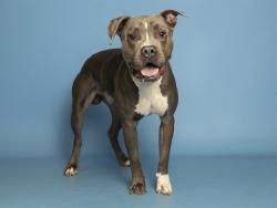 Shelter Stray Male Dog last seen A26-106729, 5501 E Van Buren St, Phoenix, AZ 85008, USA
