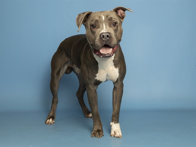 Shelter Stray Male Dog last seen A26-106729, 5501 E Van Buren St, Phoenix, AZ 85008, USA