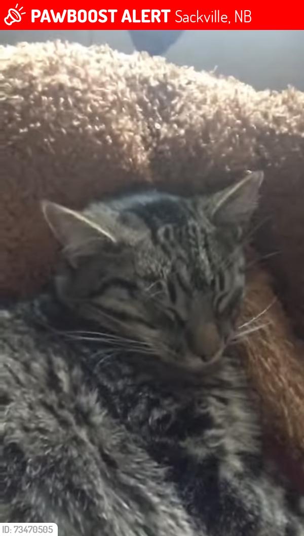 Lost Male Cat last seen The Trailer Park Area!, Sackville, NB 