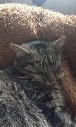 Lost Male Cat last seen The Trailer Park Area!, Sackville, NB 