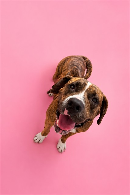 Shelter Stray Female Dog last seen Near BLOCK SW 214 ST, 3599 NW 79th Ave, Doral, FL 33122, USA
