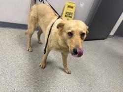 Shelter Stray Female Dog last seen Near BLOCK ROAD 84, DINUBA, CA, Visalia, CA 93292, USA