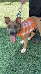 Shelter Stray Female Dog last seen Near BLOCK E WHITES BRIDGE AVE, FRESNO CA 93706 1854, 5277 E Airways Blvd, Fresno, CA 93727, USA