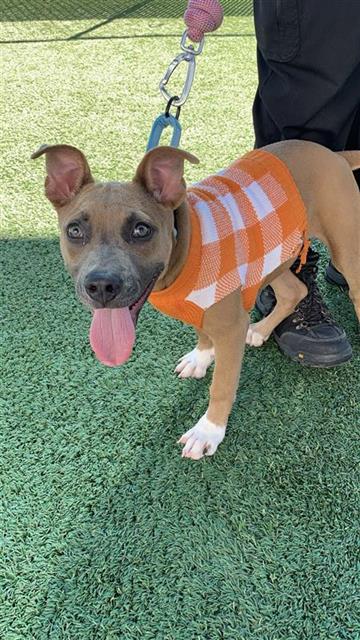 Shelter Stray Female Dog last seen Near BLOCK E WHITES BRIDGE AVE, FRESNO CA 93706 1854, 5277 E Airways Blvd, Fresno, CA 93727, USA
