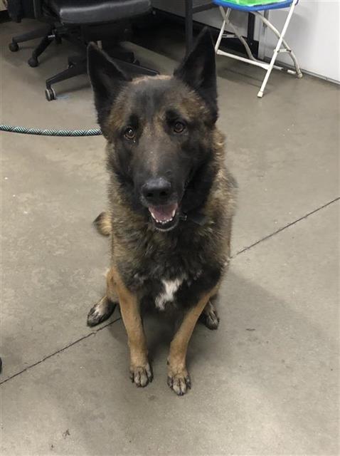 Shelter Stray Male Dog last seen Near BLOCK W MORRIS AVE, FRESNO CA 93723 8119, 5277 E Airways Blvd, Fresno, CA 93727, USA