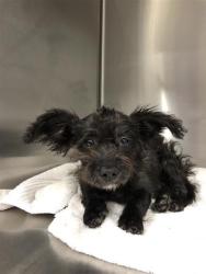 Shelter Stray Female Dog last seen Near BLOCK W OLIVE AVE, FRESNO CA 93728 2631, 5277 E Airways Blvd, Fresno, CA 93727, USA