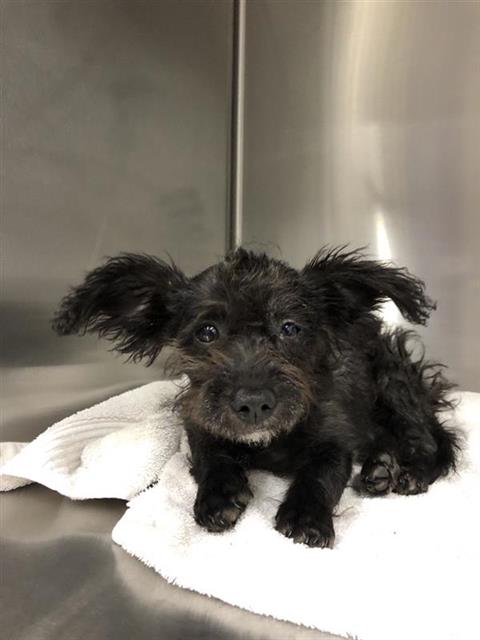 Shelter Stray Female Dog last seen Near BLOCK W OLIVE AVE, FRESNO CA 93728 2631, 5277 E Airways Blvd, Fresno, CA 93727, USA