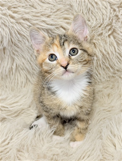 Shelter Stray Female Cat last seen E 9TH ST & VALENCIA AVE, SAN BERNARDINO, CA, 92410, USA, 333 Chandler Pl, San Bernardino, CA 92408, USA