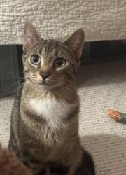 Shelter Stray Female Cat last seen CHARLOTTE, 8315 Byrum Dr, Charlotte, NC 28217, USA