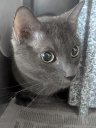 Shelter Stray Male Cat last seen Near BLOCK KENDALL DR, 333 Chandler Pl, San Bernardino, CA 92408, USA