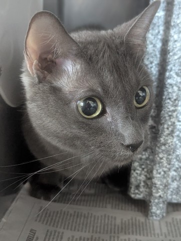 Shelter Stray Male Cat last seen Near BLOCK KENDALL DR, 333 Chandler Pl, San Bernardino, CA 92408, USA