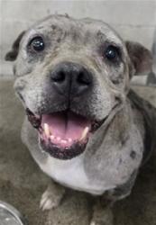 Shelter Stray Female Dog last seen Near BLOCK UNIVERSITY PARKWAY, 333 Chandler Pl, San Bernardino, CA 92408, USA