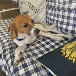 Shelter Stray Male Dog last seen Near BLOCK OF W MARIPOSA, 4710 TX-151, San Antonio, TX 78227, USA