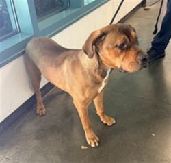 Shelter Stray Female Dog last seen , West Valley Animal Shelter, 20655 Plummer St, Chatsworth, CA 91311, USA