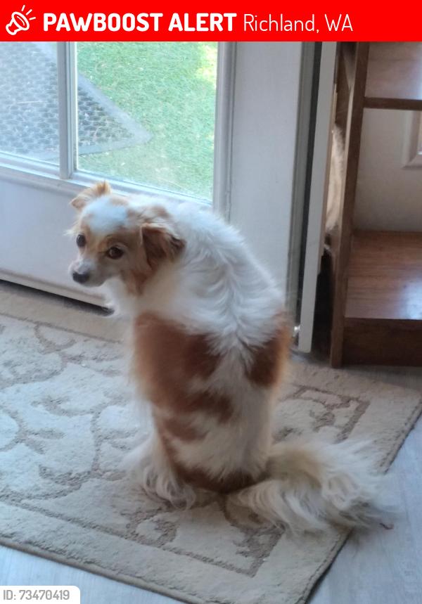 Lost Female Dog last seen Cascade Ave and Fuller St, Richland, Richland, WA 99354
