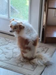 Lost Female Dog last seen Cascade Ave and Fuller St, Richland, Richland, WA 99354