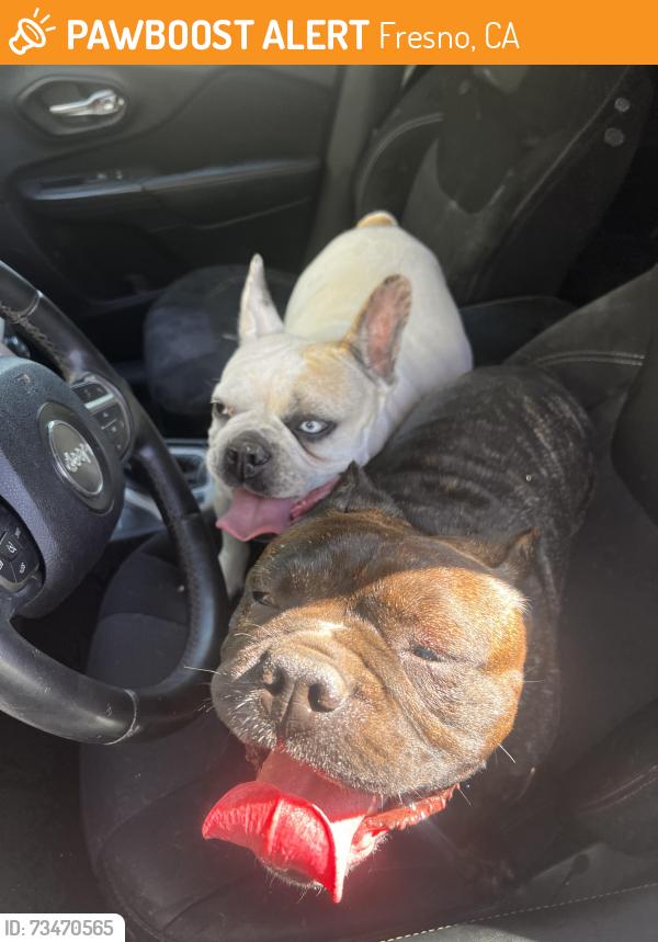 Found/Stray Unknown Dog last seen Northwest church, Fresno, CA 93711