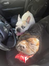 Found/Stray Unknown Dog last seen Northwest church, Fresno, CA 93711
