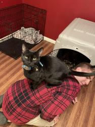 Lost Male Cat last seen Candlelight Forest West Neighborhood, Houston, TX 77040