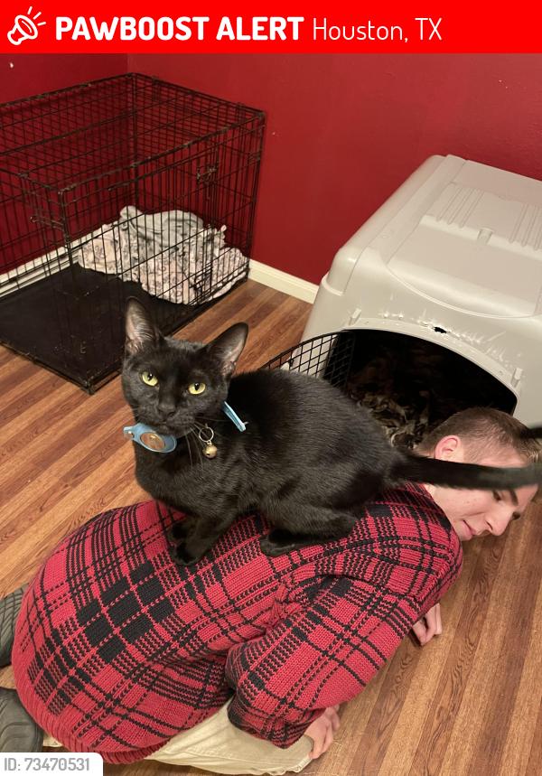 Lost Male Cat last seen Candlelight Forest West Neighborhood, Houston, TX 77040