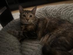 Lost Female Cat last seen Next to Brittons Park, Greater London, England 