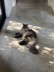 Lost Male Cat last seen Van smith park and sunset place, South Miami, FL 33143