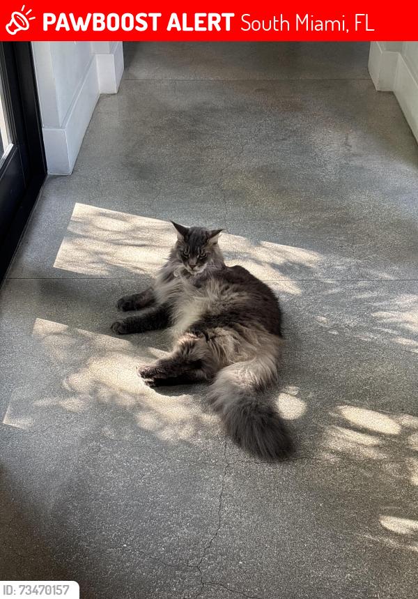 Lost Male Cat last seen Van smith park and sunset place, South Miami, FL 33143