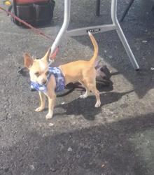 Lost Male Dog last seen Jansen St & 61st, Sacramento, CA 95824