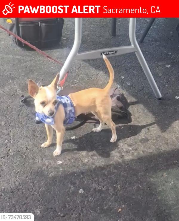 Lost Male Dog last seen Jansen St & 61st, Sacramento, CA 95824