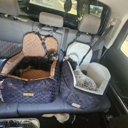 Reunited Male Dog last seen Carnivorous Plants & Rare Plant Nursery, Austin, TX 78736