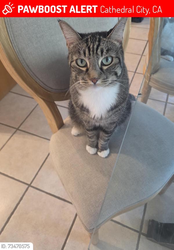 Lost Male Cat last seen Medano Rd and Ventura in Rio Vista, Cathedral City, CA 92234