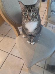 Lost Male Cat last seen Medano Rd and Ventura in Rio Vista, Cathedral City, CA 92234