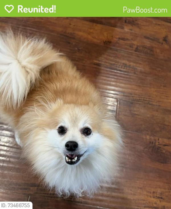 Reunited Male Dog last seen Near Calle Aguadulce, San Diego, CA 92139, USA, San Diego, CA 92139