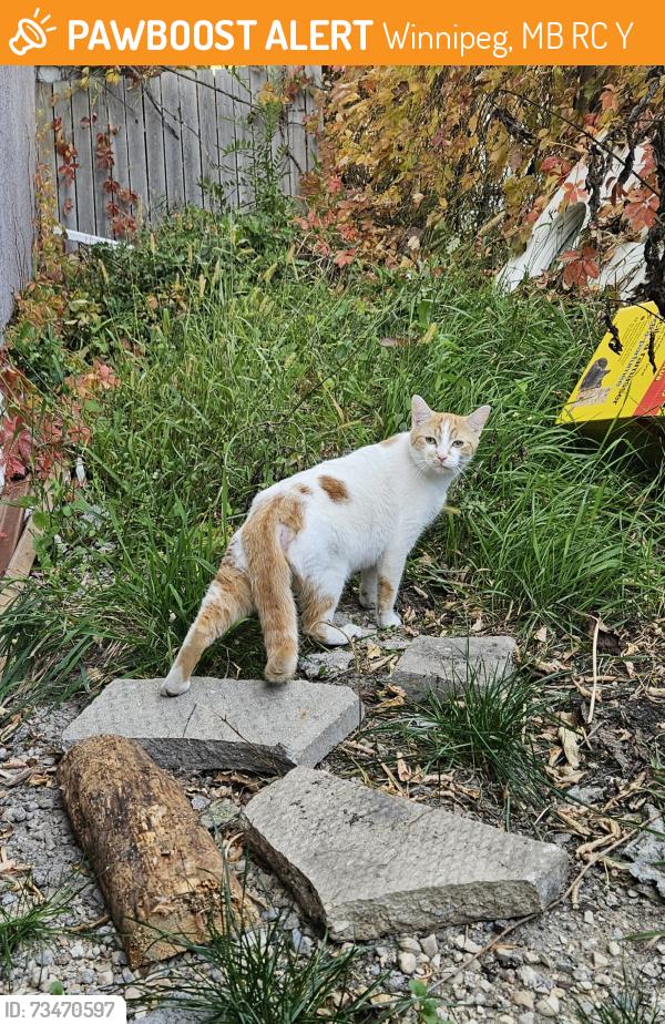 Found/Stray Unknown Cat last seen Whitehall and wayota, Winnipeg, MB R2C 0Y4