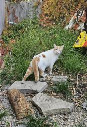 Found/Stray Unknown Cat last seen Whitehall and wayota, Winnipeg, MB R2C 0Y4