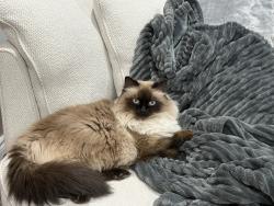 Lost Male Cat last seen Rue Robert-Savoie, Gatineau, QC J8T 2S4