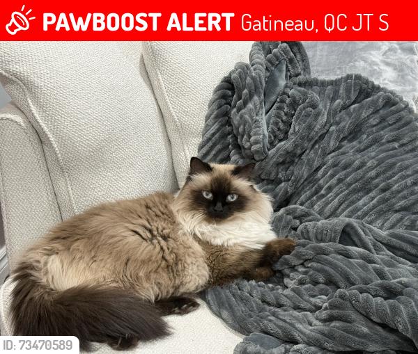 Lost Male Cat last seen Rue Robert-Savoie, Gatineau, QC J8T 2S4
