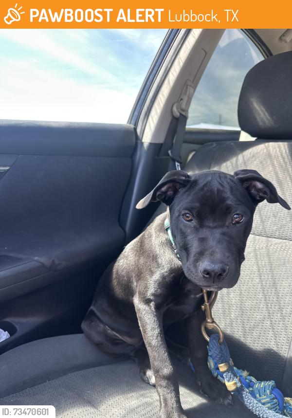 Found/Stray Female Dog last seen Marilyn’s nail and spa, Lubbock, TX 79412